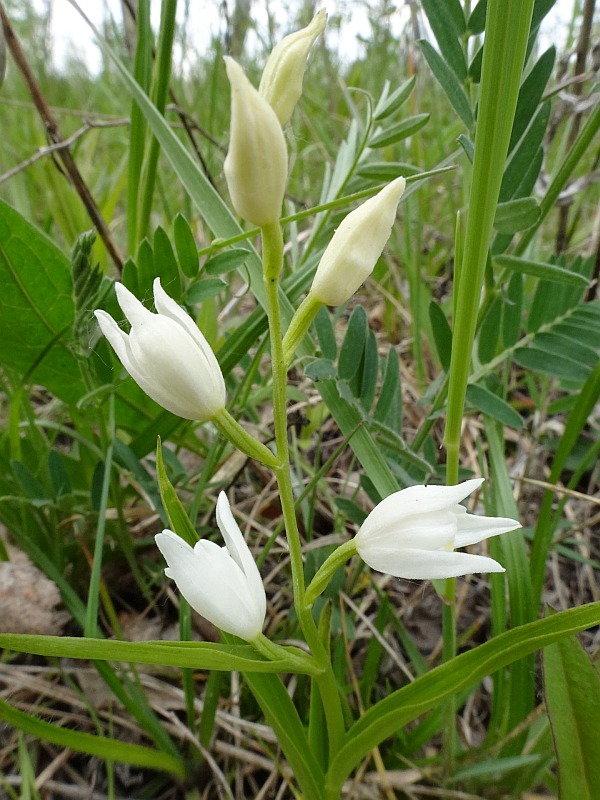 Austria Flora