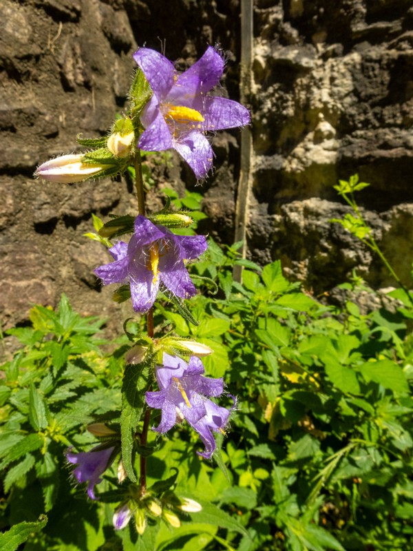 Baden Flora