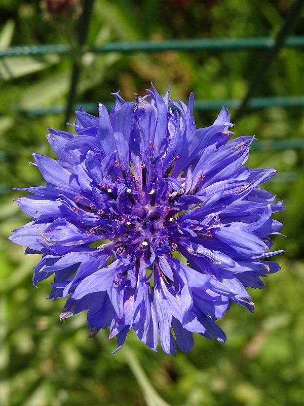 Estonia Flora