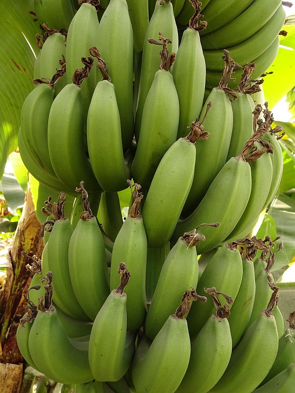 Egypt Flora (2019)