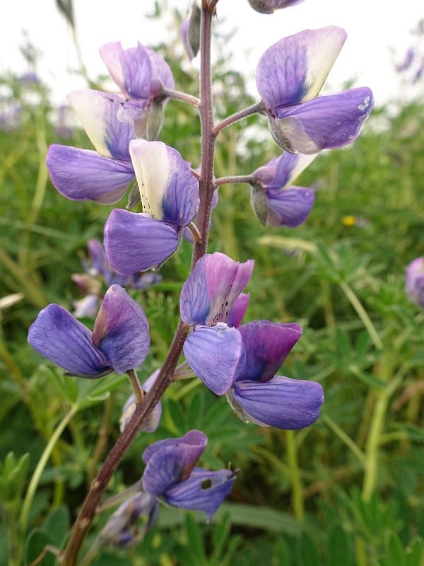 Iceland Flora