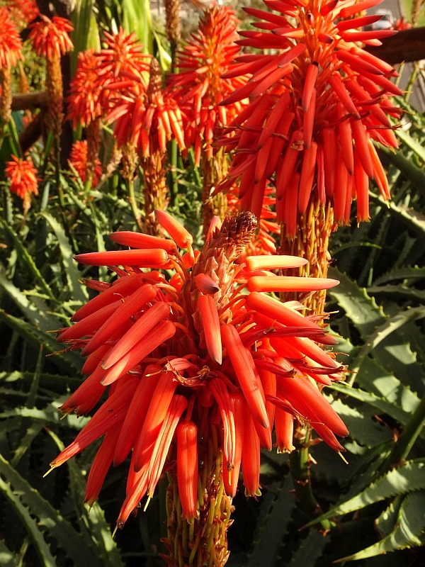 Madeira Flora