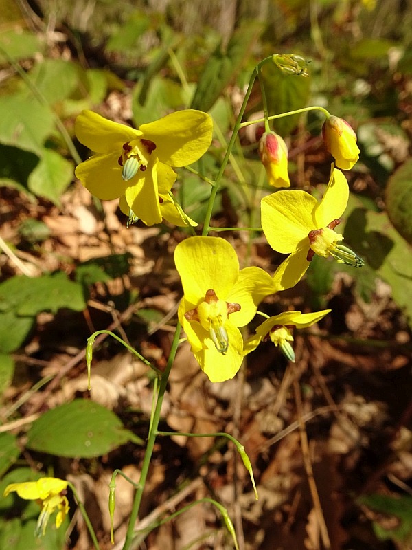 Sochi Flora