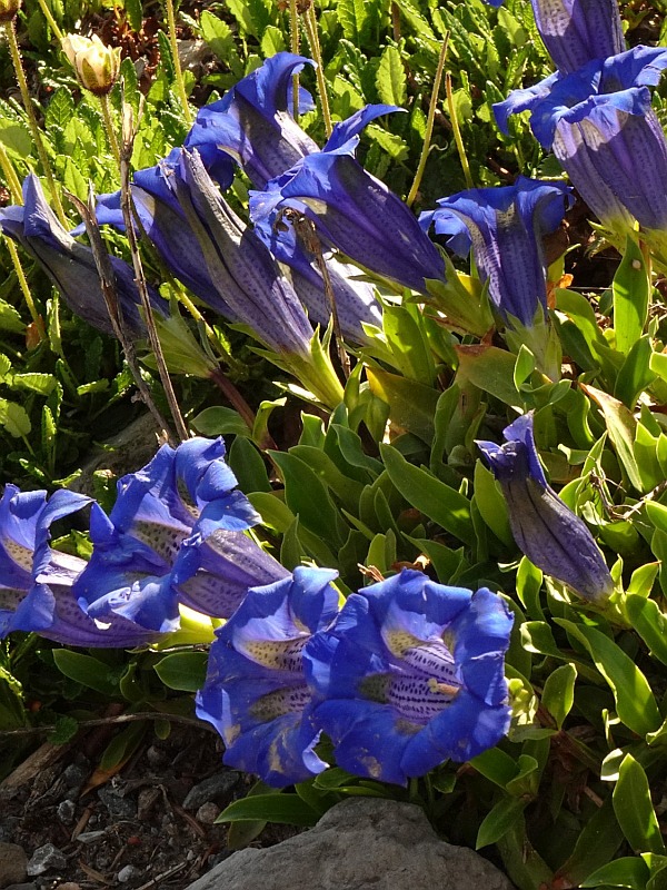 Switzerland Flora