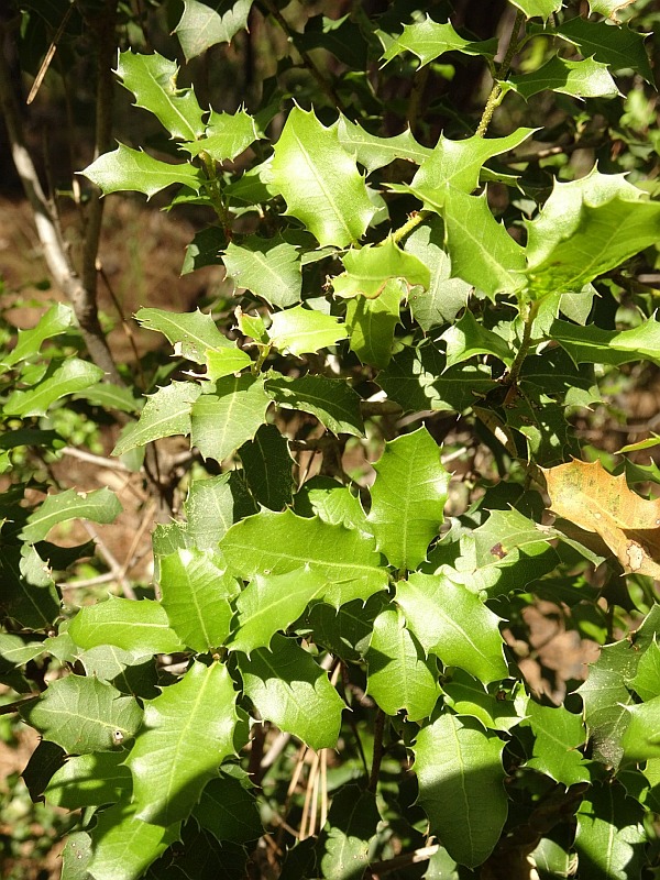 Turkey Flora
